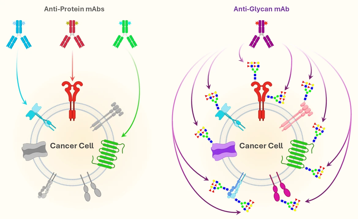 Comparison of anti-protein and anti-glycan monoclonal antibodies targeting a cancer cell. Each anti-protein antibody binds one specific membrane protein, while a single anti-glycan antibody binds a tumor-associated glycan epitope displayed across many different membrane proteins.